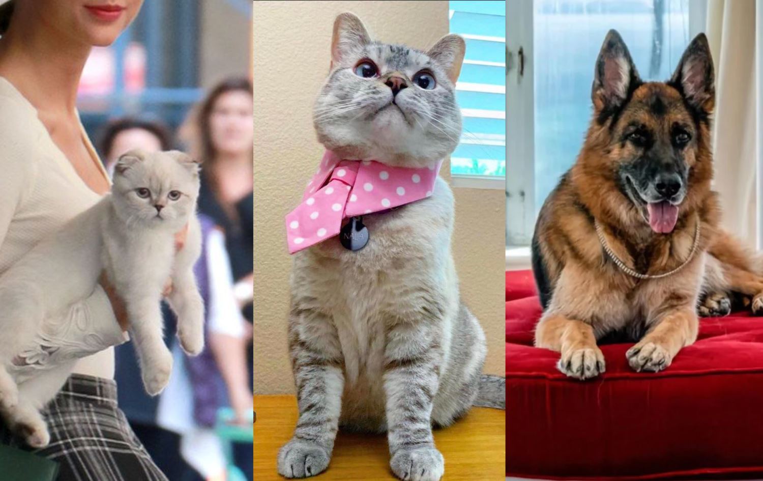 En zengin 5 hayvanın 872 milyon doları var