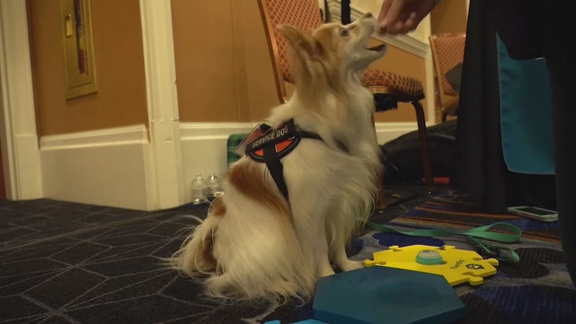 ئەپڵیکەیشنێک پەیوەندیی نێوان سەگ و خاوەنەکەی ئاسان دەکات؛ "دەتوانن گفتوگۆ بکەن"