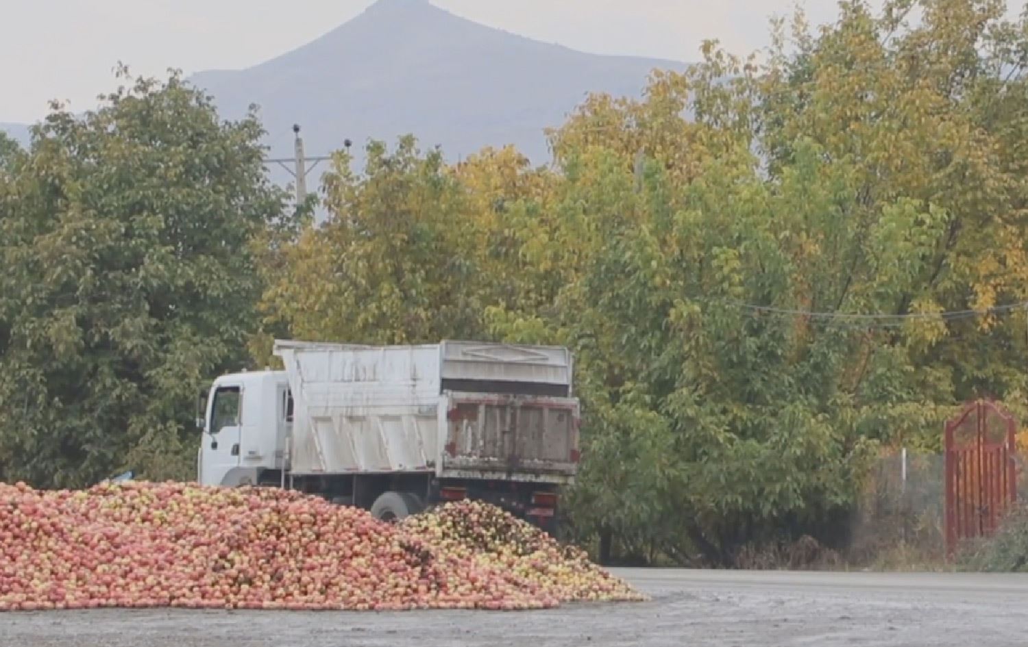 رێکخراوی کشتوکاڵی پارێزگای ورمێ: 400 هەزار تۆن سێو لە ساردخانەکاندان