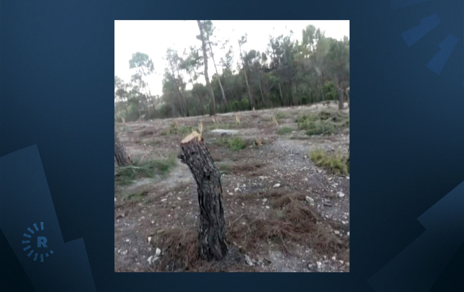 Çekdar û erebên hawirde birîna daran li Efrînê berdewam dikin