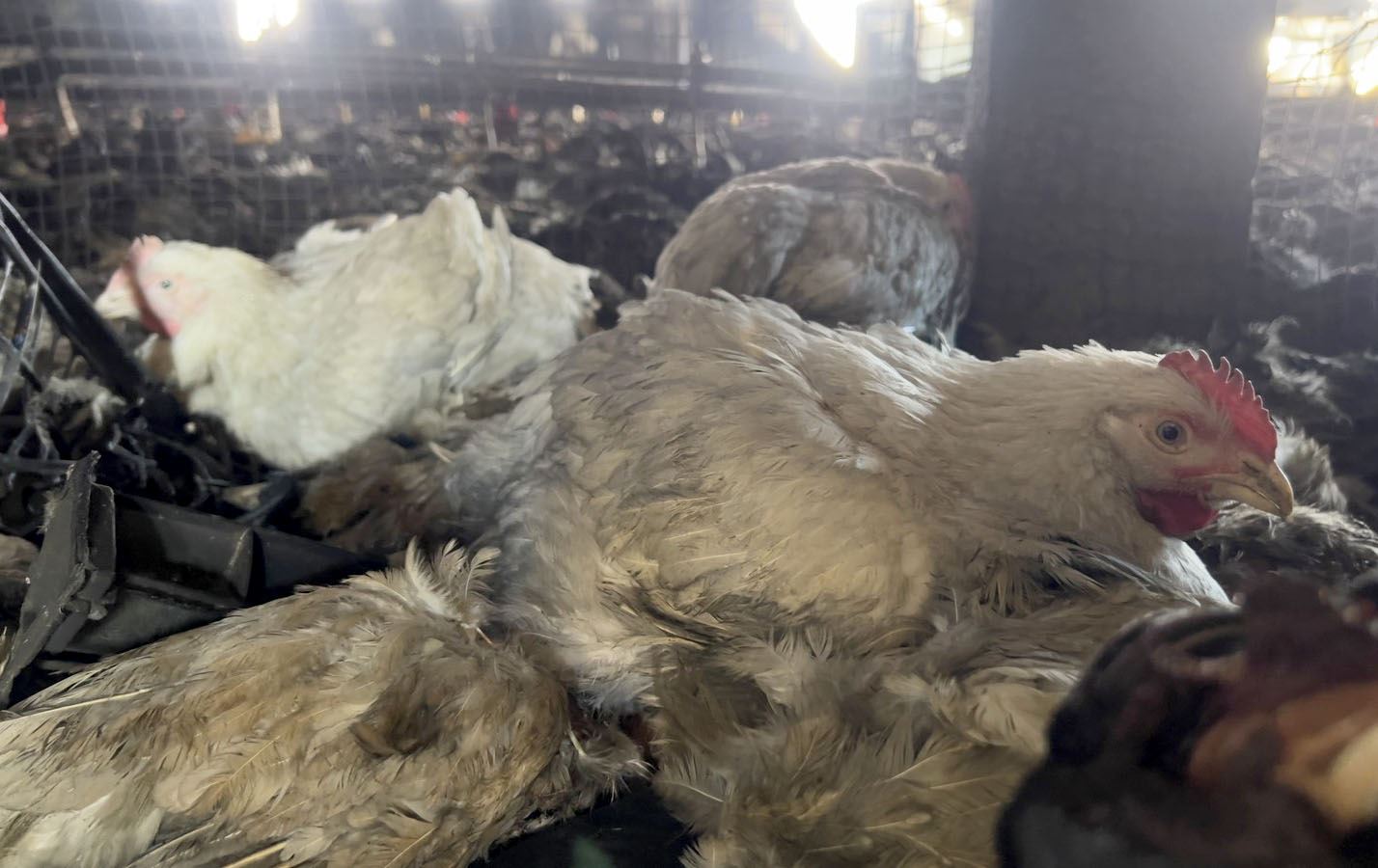 راپەڕین.. بەهۆی ئاگرکەوتنەوە لە پەلەوەرخانەیەک، 27 هەزار مریشک لەناوچوون