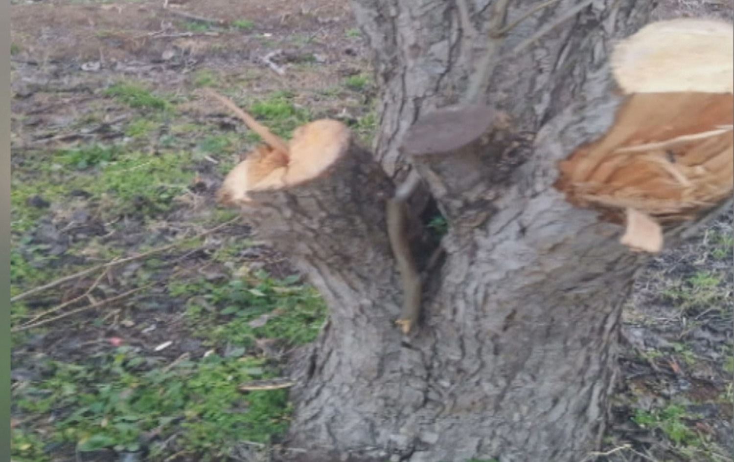 Çekdarên Hemzat hejmareke darên gundê Kurzêlê li Efrînê birrîn