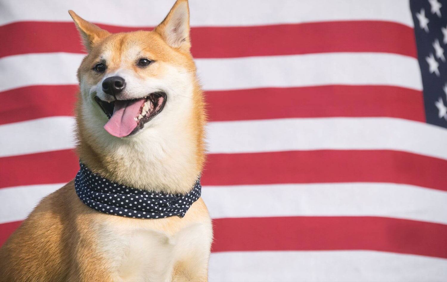 Köpek, sahibini tüfekle öldürdü