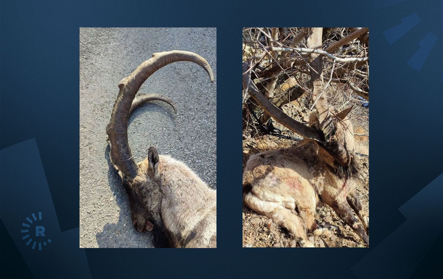 Dersim’de koruma altındaki yaban keçisi vuruldu