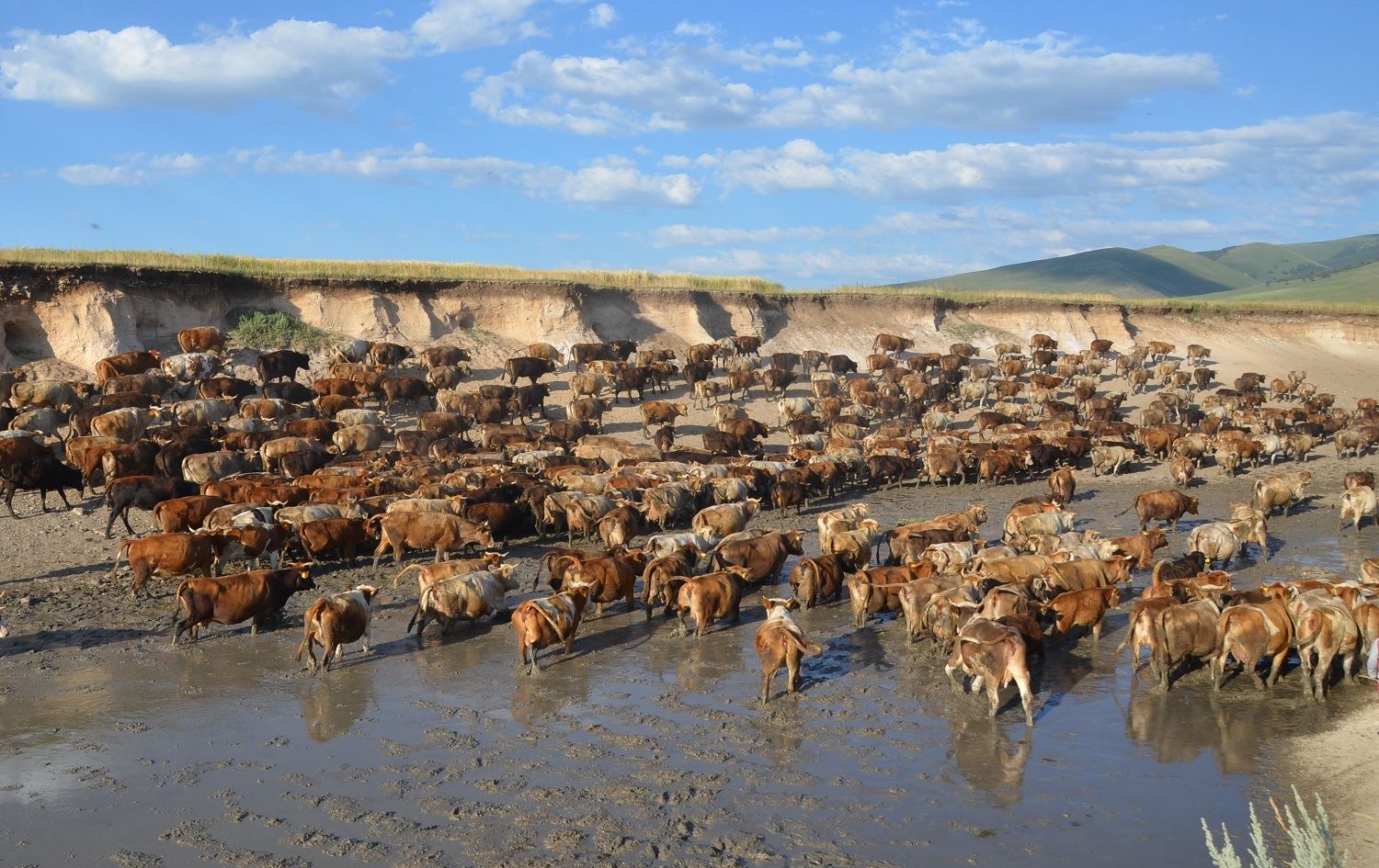 Di êrişekê de 27 gavanên Fulanî hatin kuştin