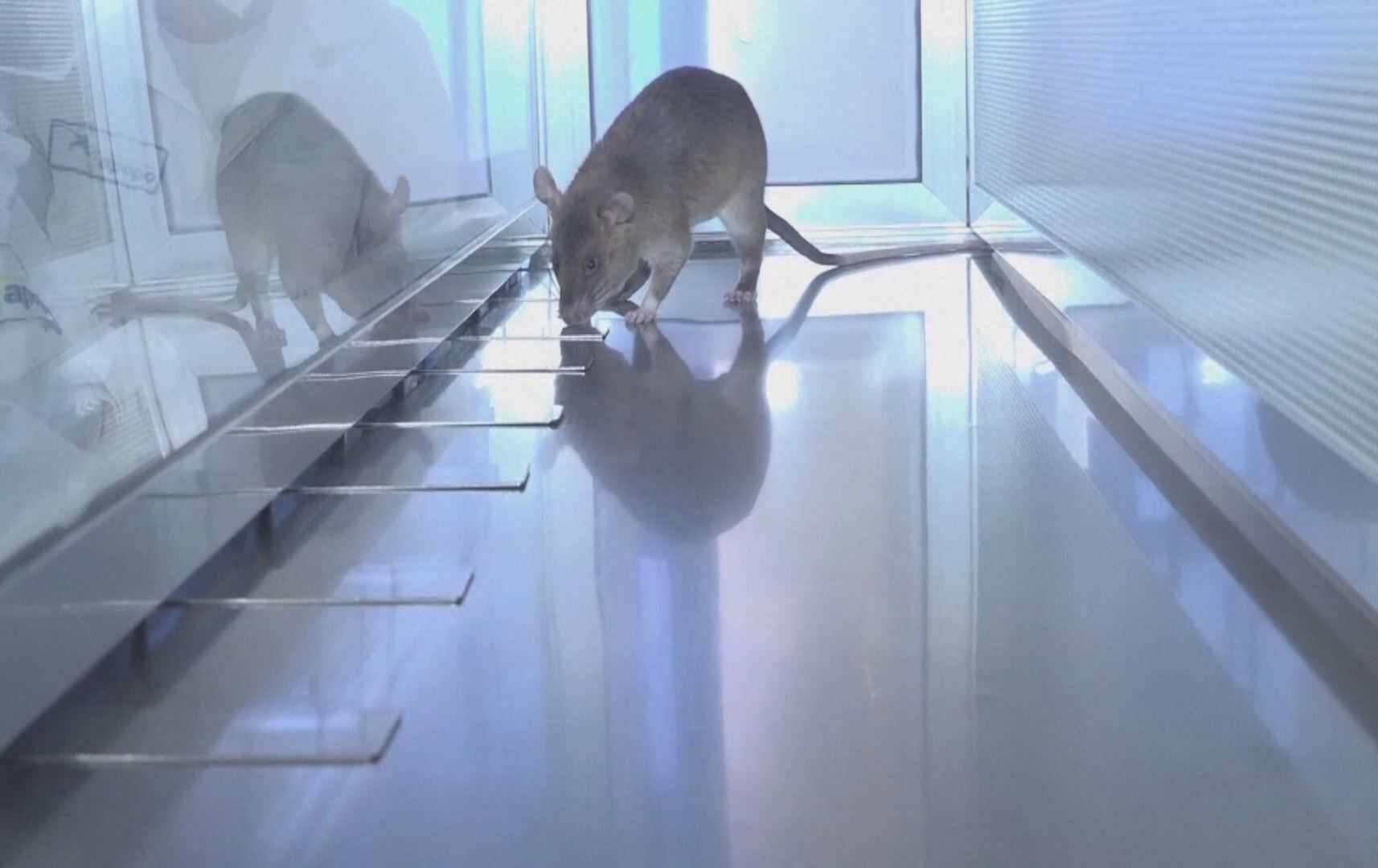 لە کینیا جرج بۆ دەستنیشانکردنی نەخۆشیی سیل رادەهێندرێت