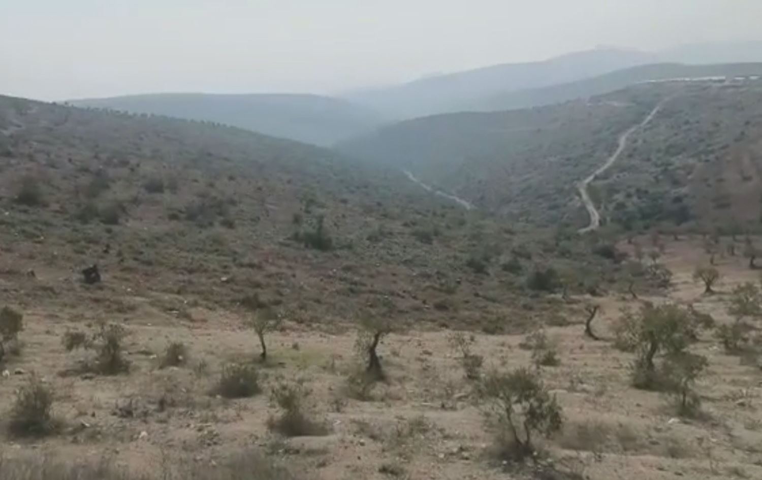 Efrin'de ormanlık alanda ağaçların tamamı kesildi