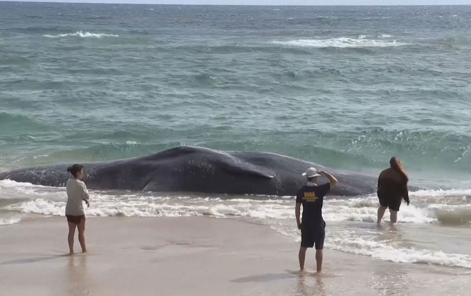 نەهەنگێکی پێنج تۆنی بەهۆی قوتدانی بڕێکی زۆر پلاستیک مردار دەبێت