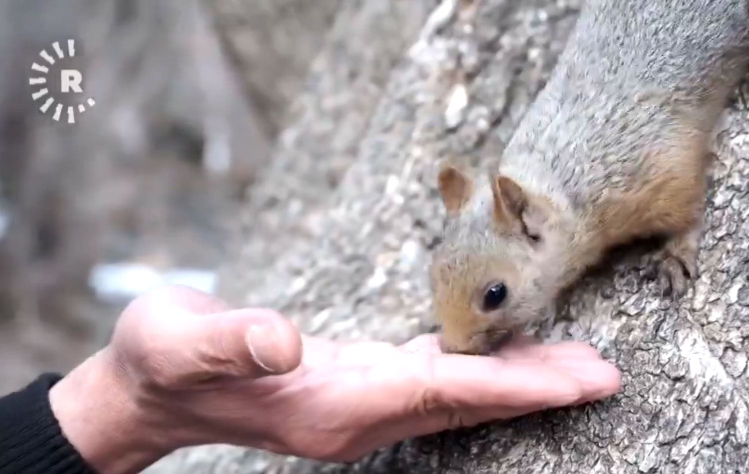Kış geldi, Paşa’yı elleriyle besliyor