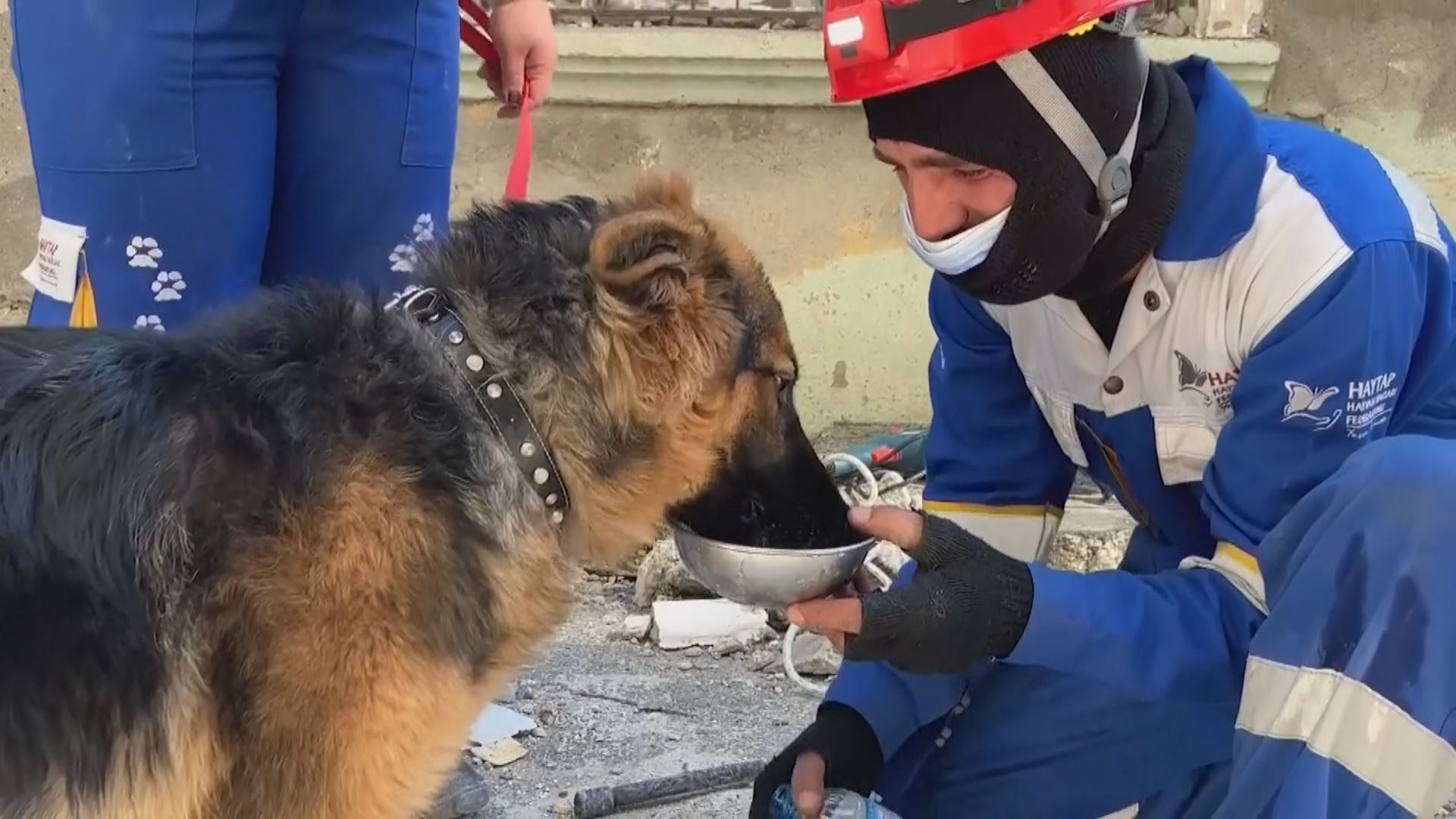 ڤیدیۆ؛ هەڵمەتی رزگارکردنی سەگە ماڵییەکان لەژێر پاشماوەی بوومەلەرزە لە تورکیا