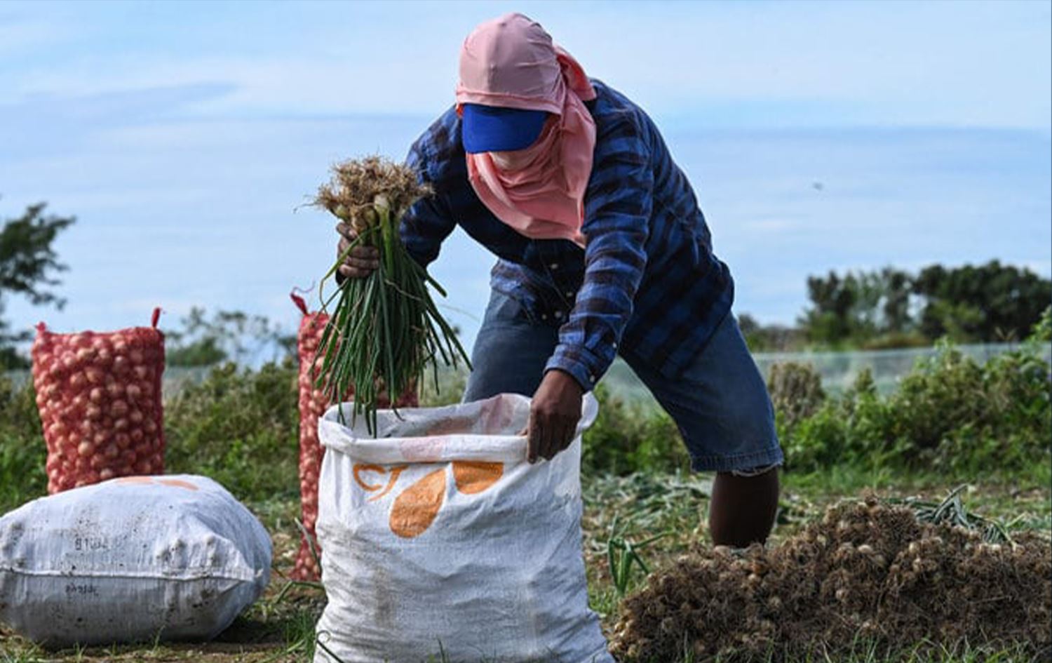 لە فلیپین نرخی کیلۆیەک پیاز گەیشتووەتە 12.8 دۆلار