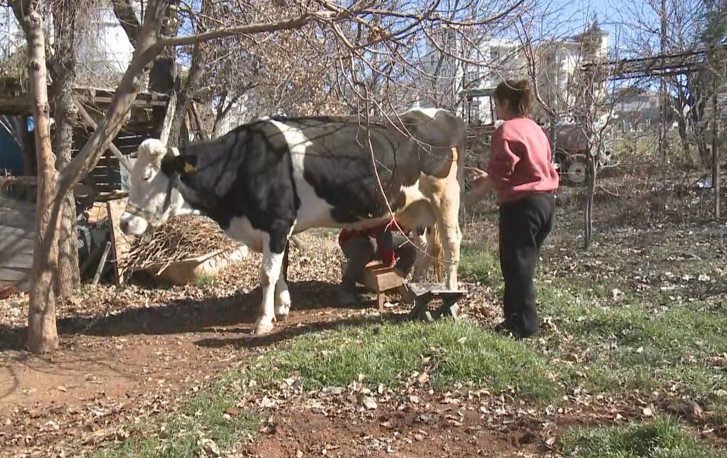 Li Mereşê jin û mêrek rojane şîr didoşin û didin ziyandîtiyên erdhejê