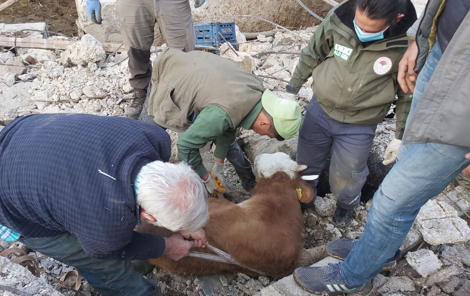 Li Hatayê 15 rojan piştî erdhejê çêlekek bi saxî ji bin kavilan hat derxistin
