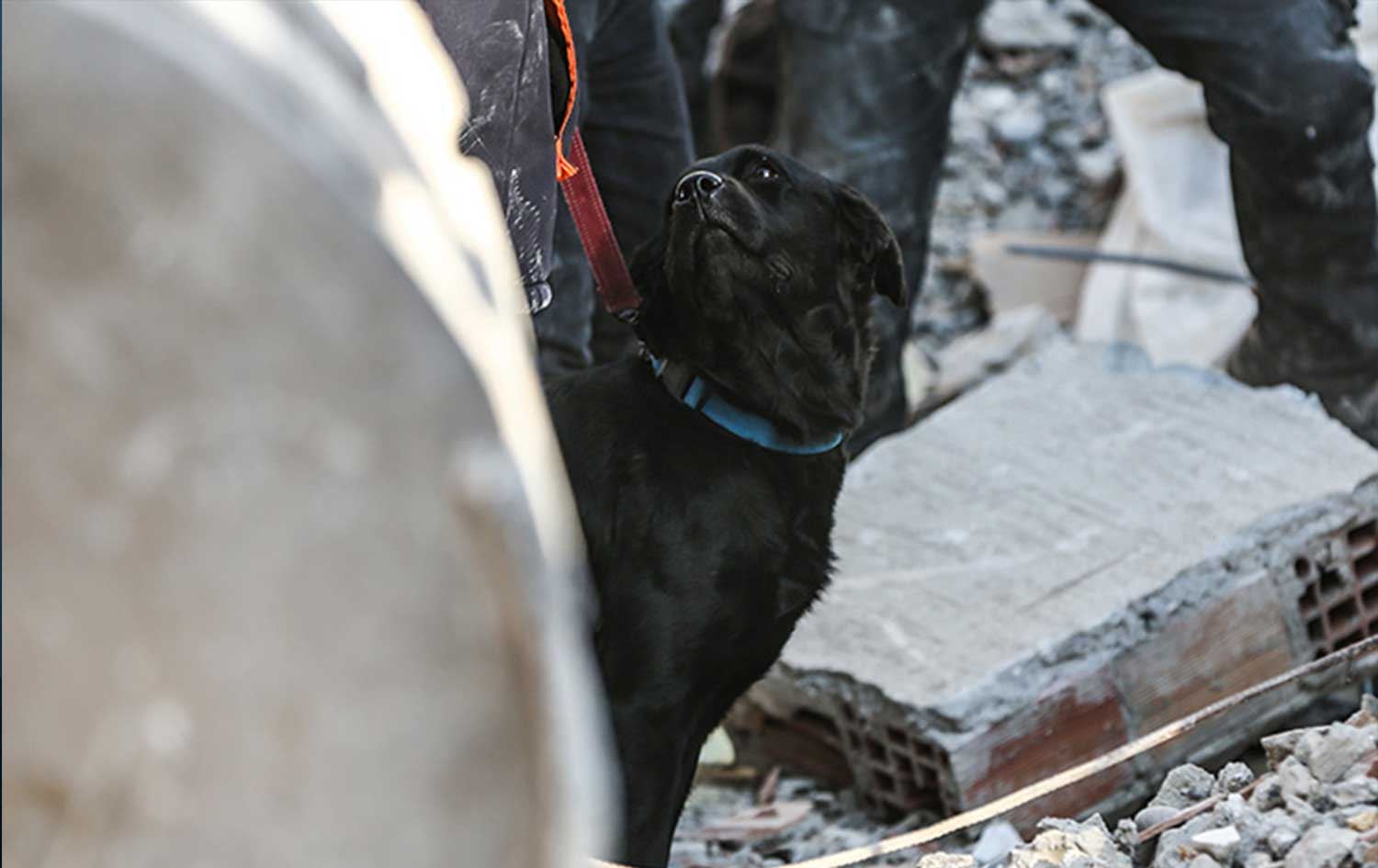 Afet durumlarında arama çalışmalarının yüzde 70'ini köpekler yapıyor