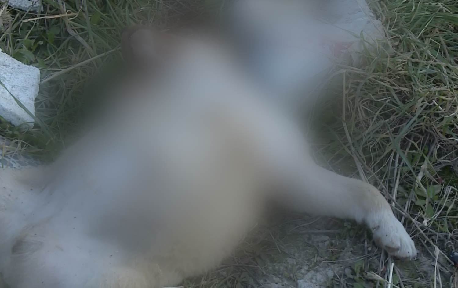 بەرپرسیار؛ لە سلێمانی دەست و قاچی نۆ سەگ بۆ مەبەستی 'جادوو' دەبڕدرێنەوە