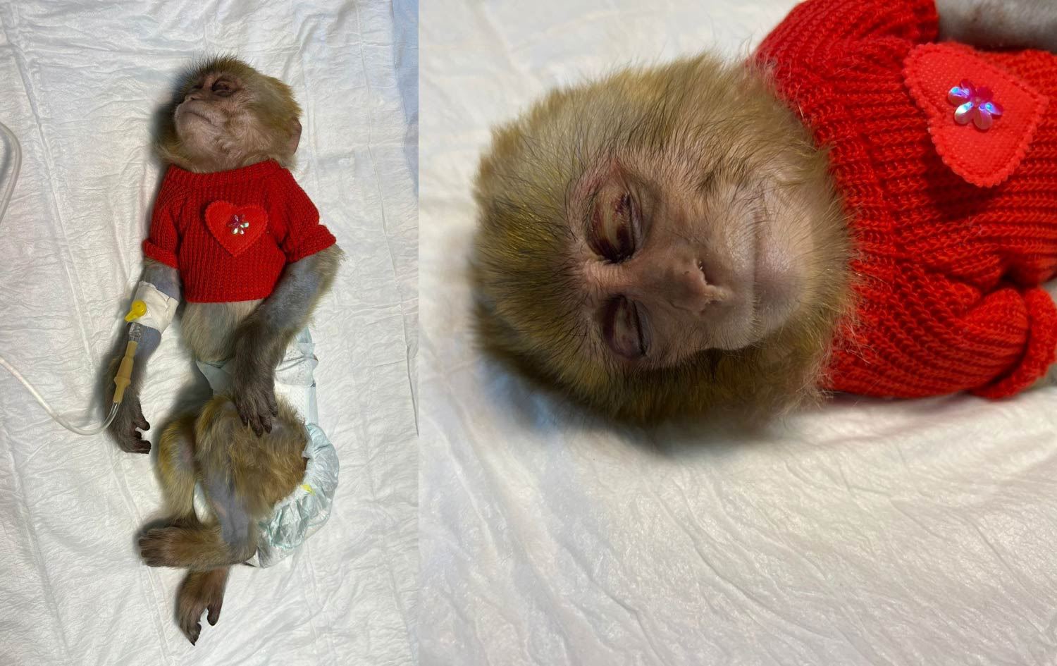 لە هەولێر مەیموونێک دوای سەرخۆشکردنی ئەشکەنجە دەدرێت