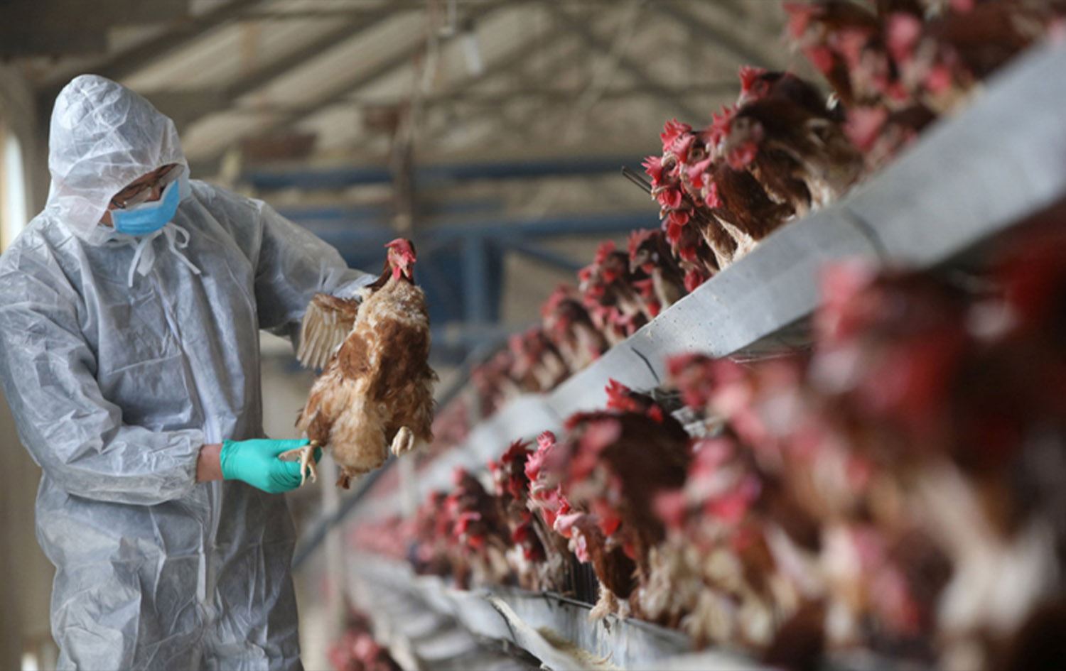 رێکخراوی تەندروستیی جیهانی هۆشداری لەبارەی ئەنفلەوەنزای باڵندە دەدات