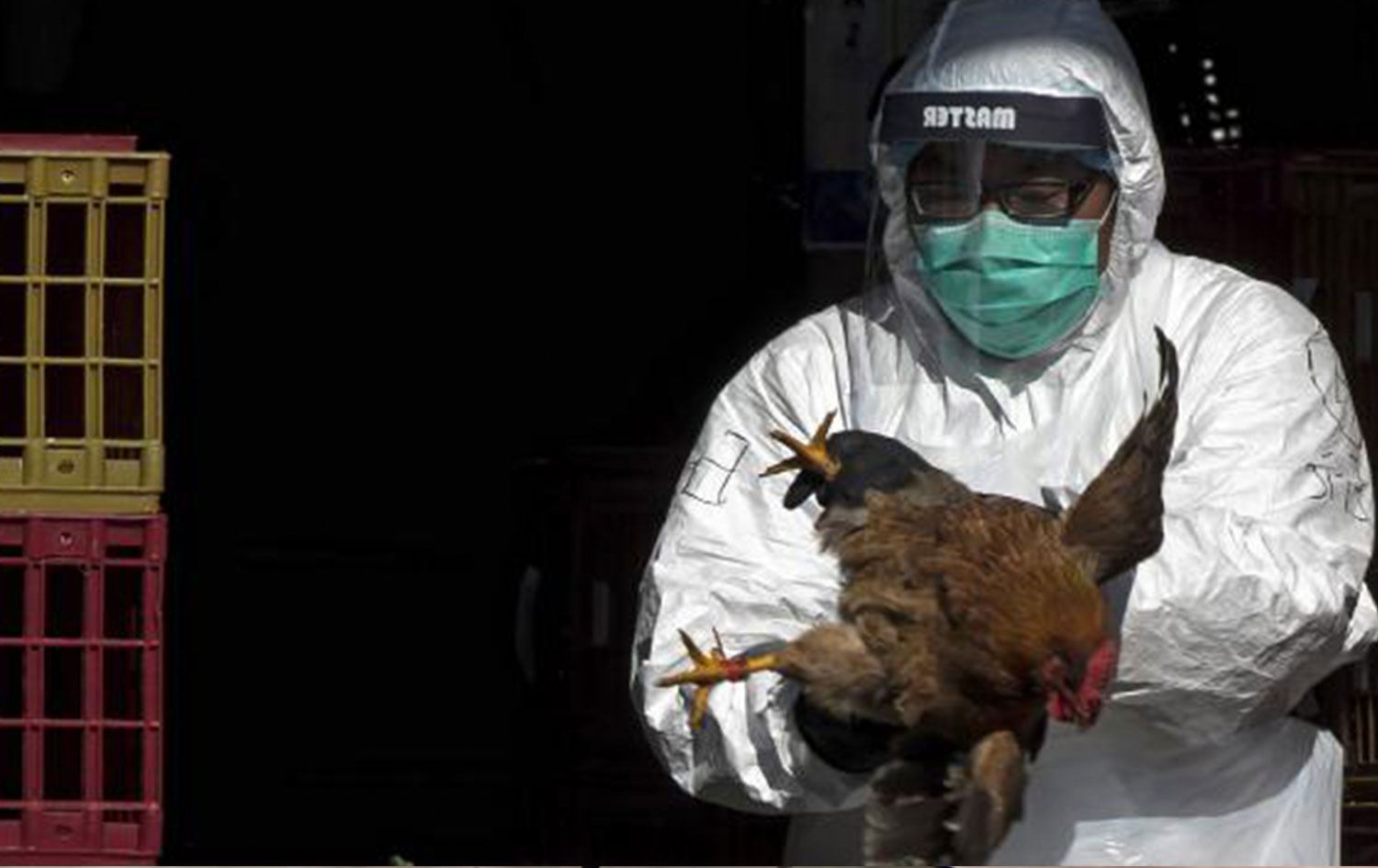 DSÖ'den 'kuş gribi' uyarısı