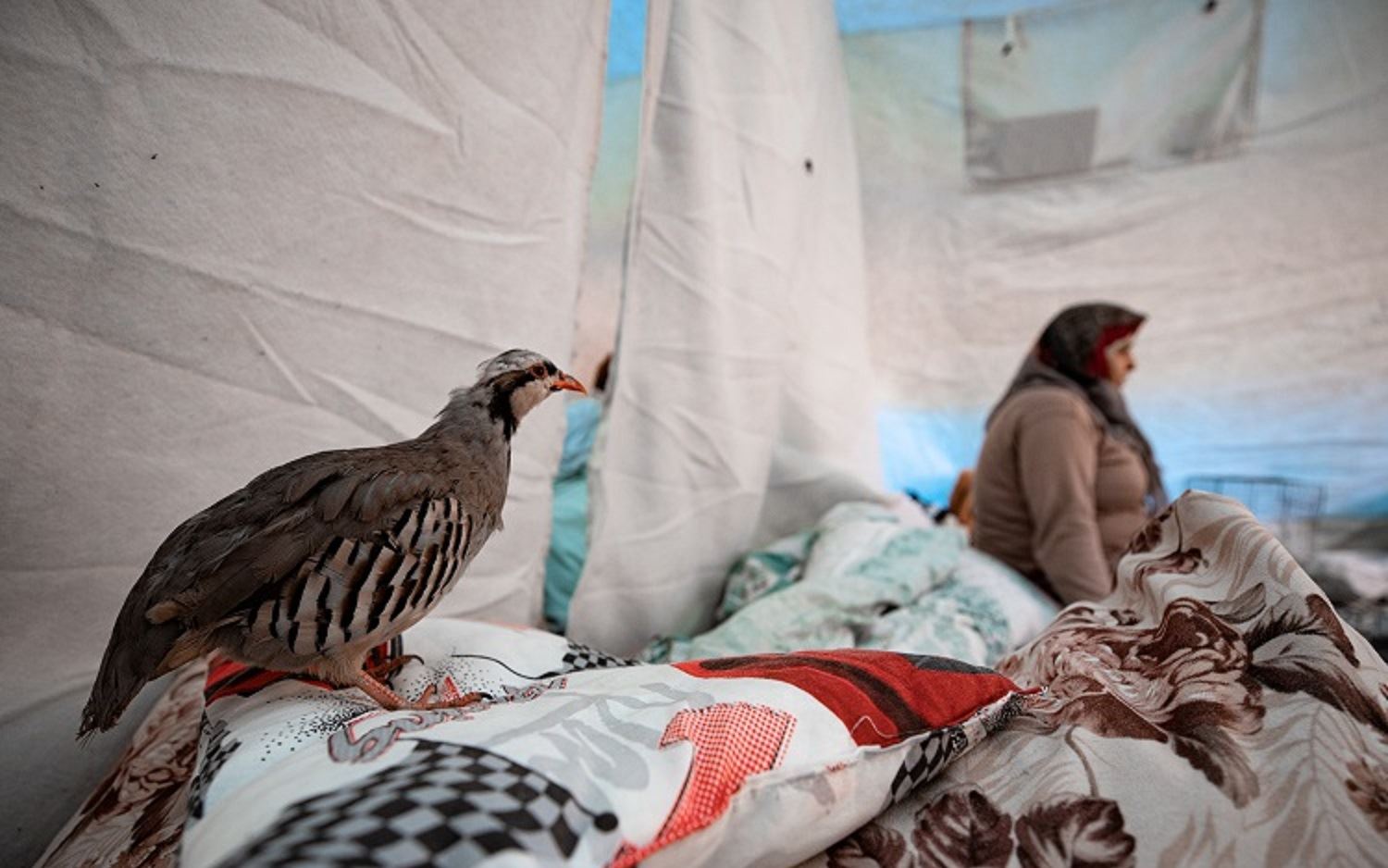 Çadıra yerleşen depremzede aile kekliklerini de unutmadı