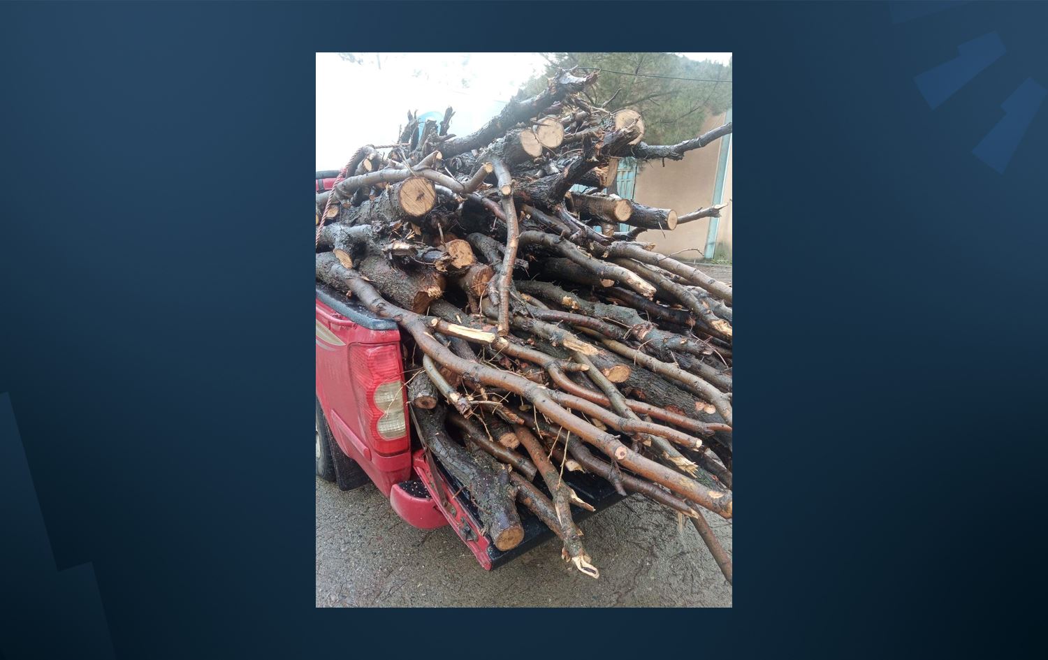 پۆلیسی دارستان: ئەمساڵ نۆ بارهەڵگر داری تەڕ بڕاونەتەوە