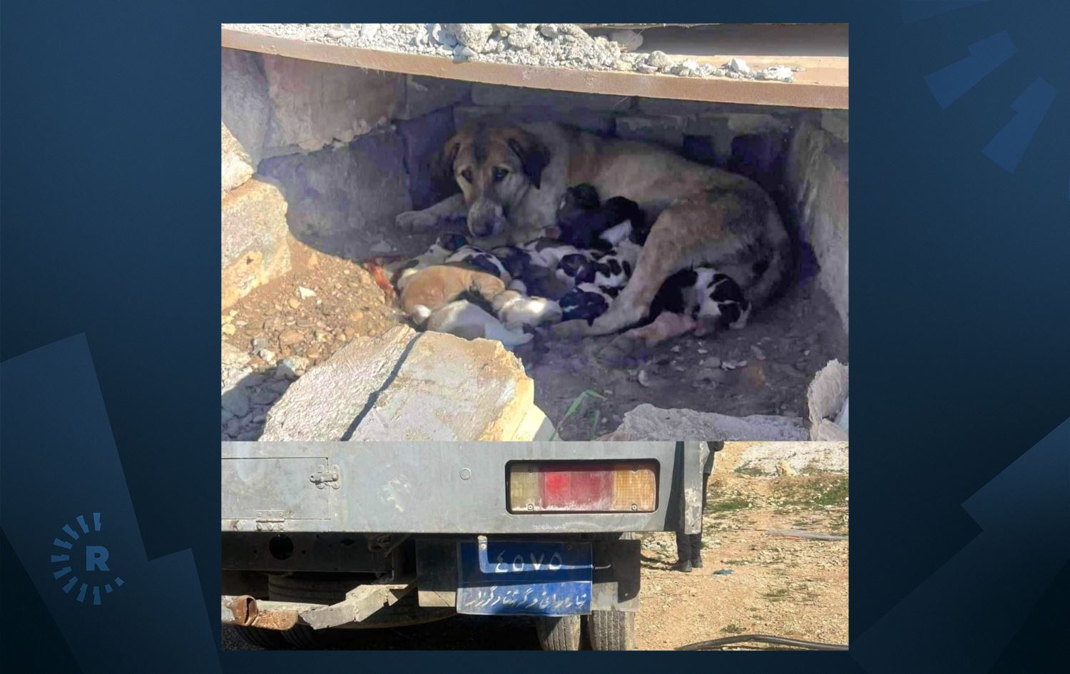 لە ئۆتۆمبێلی کۆکردنەوەی سەگی بێلانە لە سلێمانی سەگێک دەخنکێت؛ "دایکی نۆ بەچکەیە"