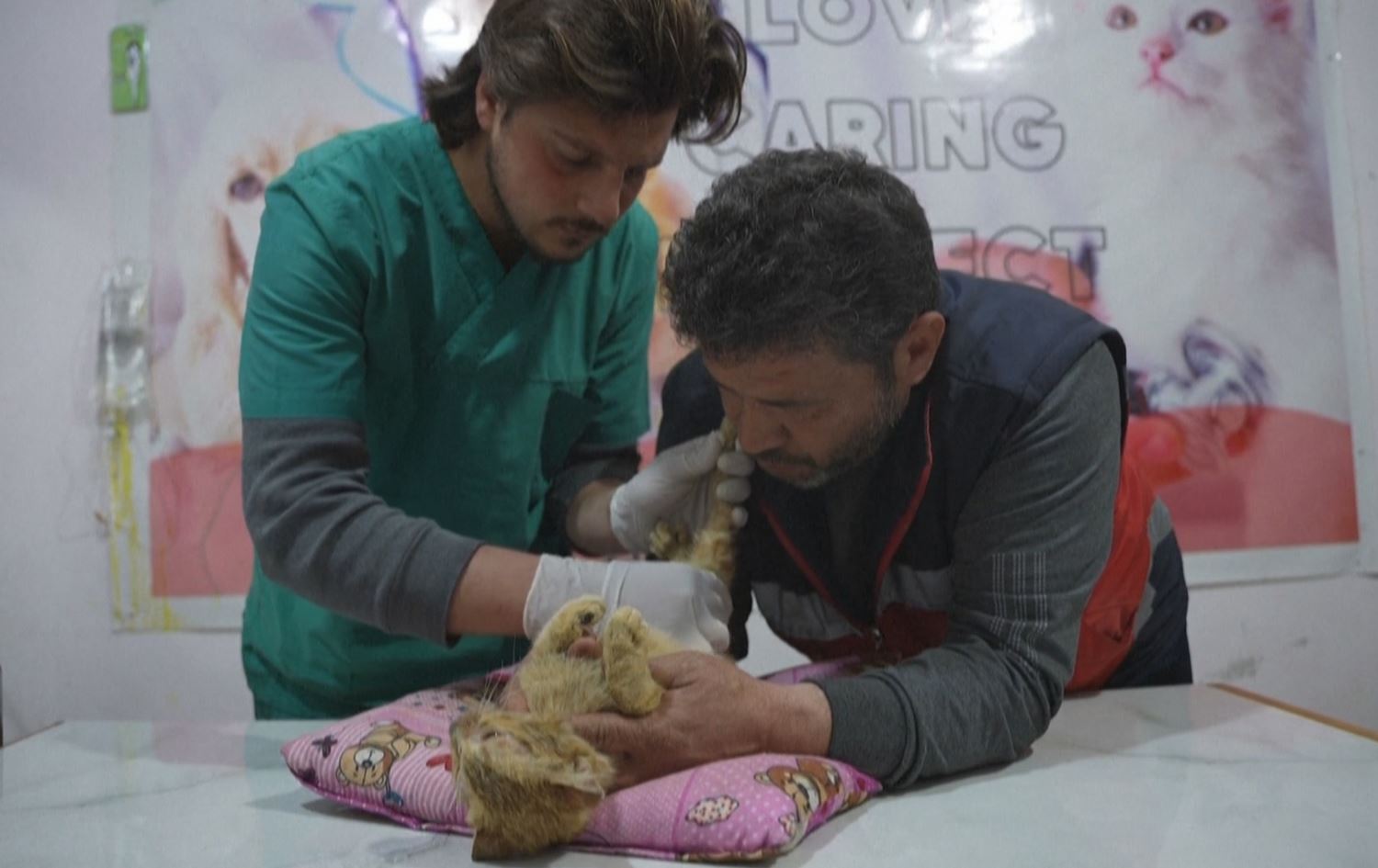 Cindirês: Ajelên di erdhejê de birîndar bûne tên dermankirin