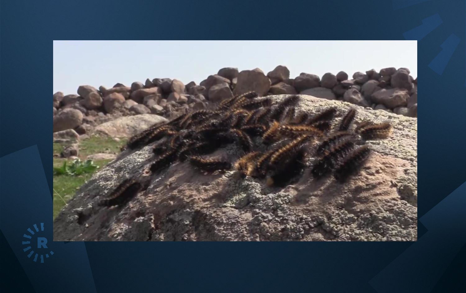 Şırnak'ta tırtıl istilası; Çocuklar okula gitmeye korkuyor