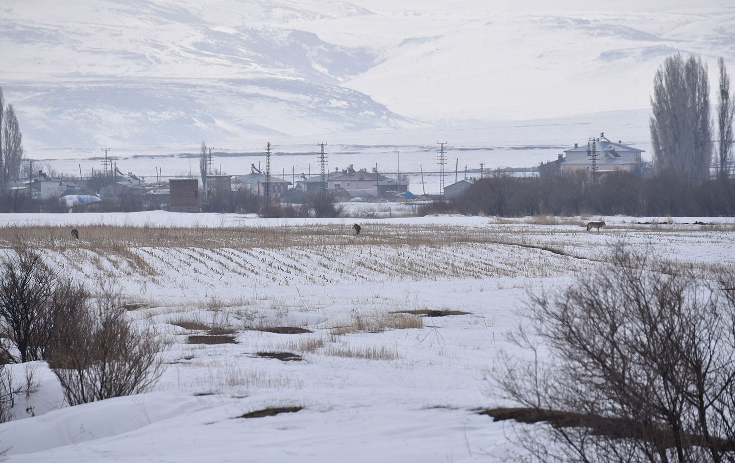 Li Qersê 3 gurên birçî daketin nav gund