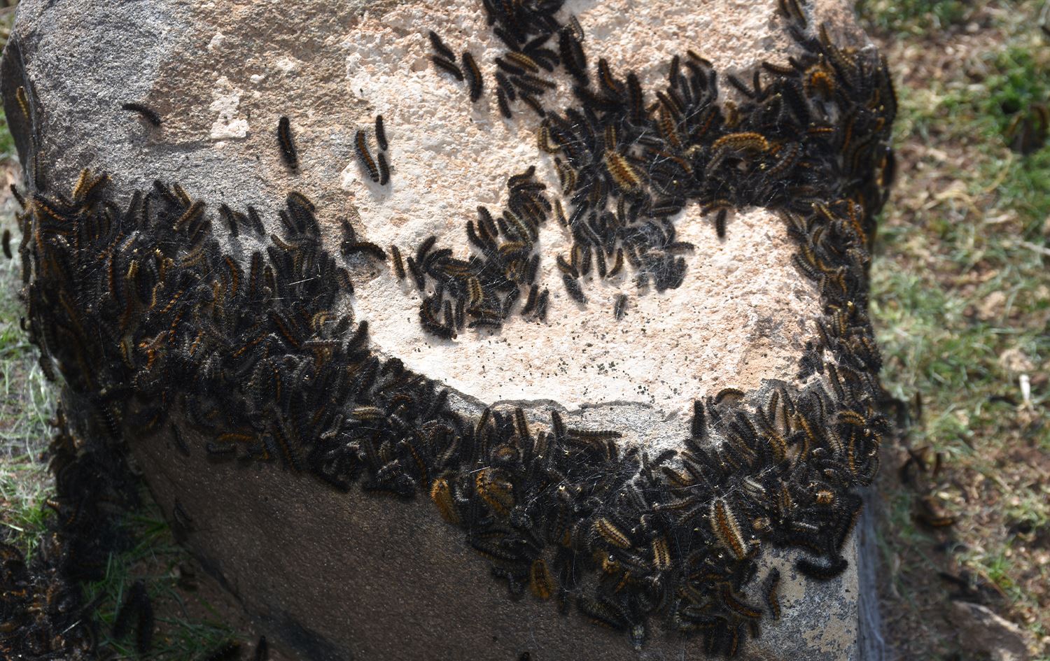 Li Şirnexê kurmên qaçê zerarê didin zeviyên çandiniyê