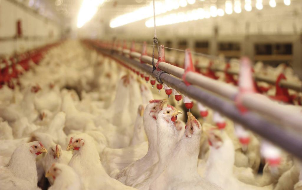 لە هەرێمی کوردستان نرخی مریشک بەرزبووەوە