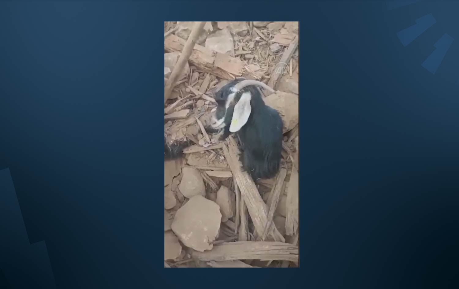 دوو بزن دوای 637 كاژێر له‌ روودانی بوومەلەرزەکە لە باکووری کوردستان رزگار كران