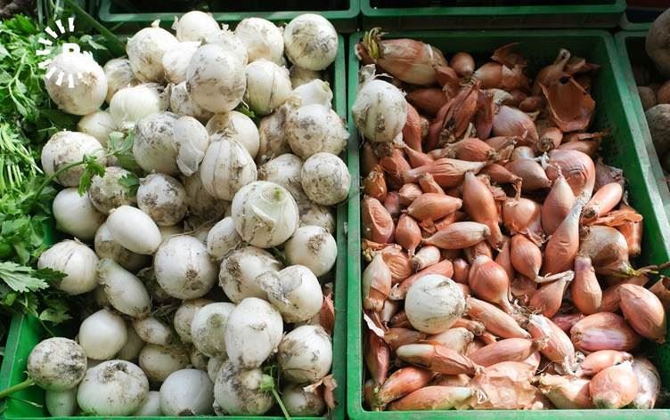 هەر خێزانێک لە سووریا هەفتانە دەتوانێت تەنیا دوو کیلۆ پیاز بکڕێت