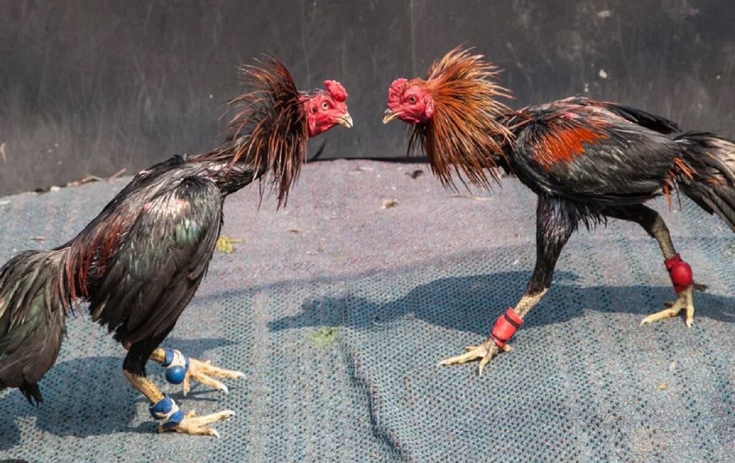 Ji ber şerê dîkan 120 kes hatin cezakirin