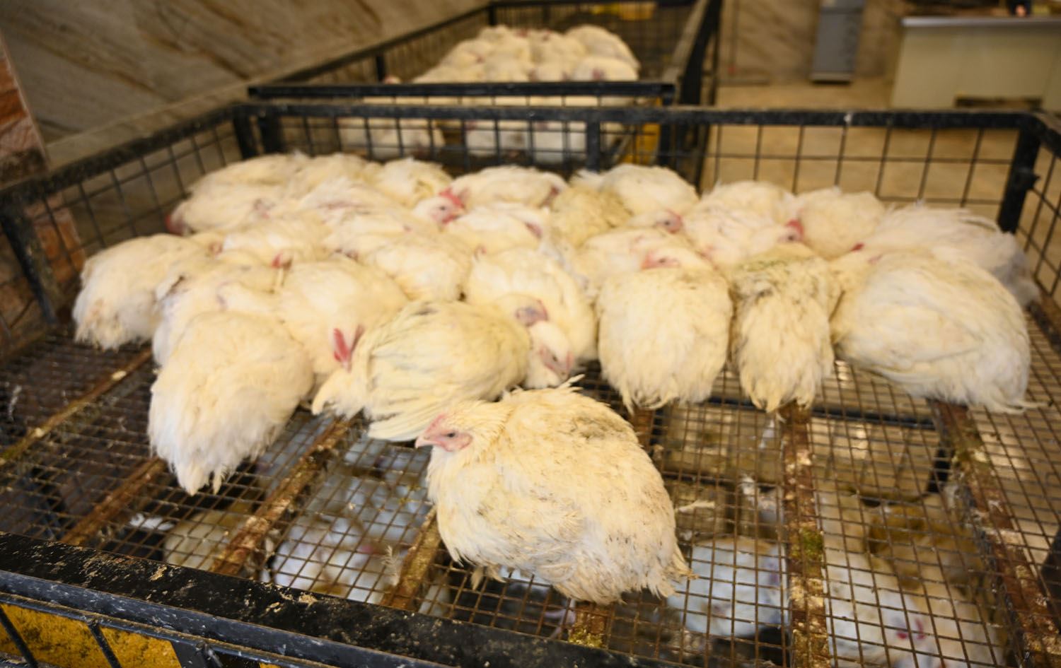 نرخی کیلۆیەک مریشک لە هەرێمی کوردستان 4 هەزار دیناری تێپەڕاند