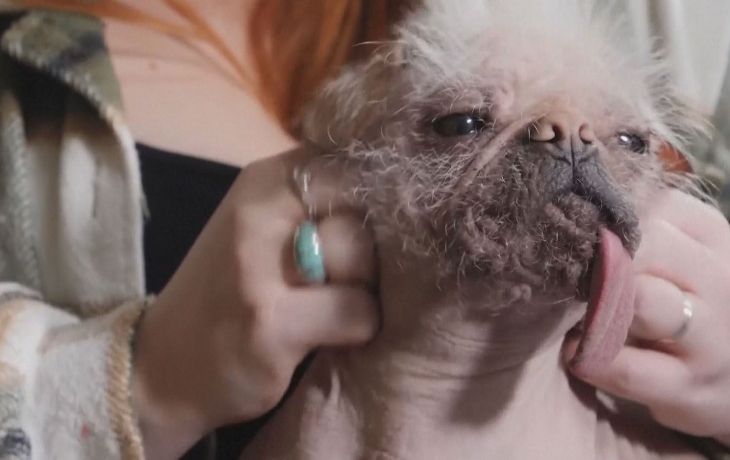 لە بەریتانیا ناشیرینترین سەگ هەڵدەبژێردرێت و خاوەنەکەی خەڵات دەکرێت