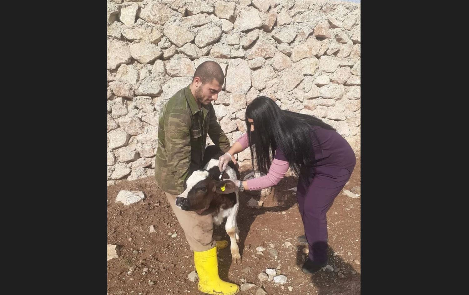 Şap hastalığı nedeniyle Siirt’te hayvan giriş ve çıkışı yasaklandı