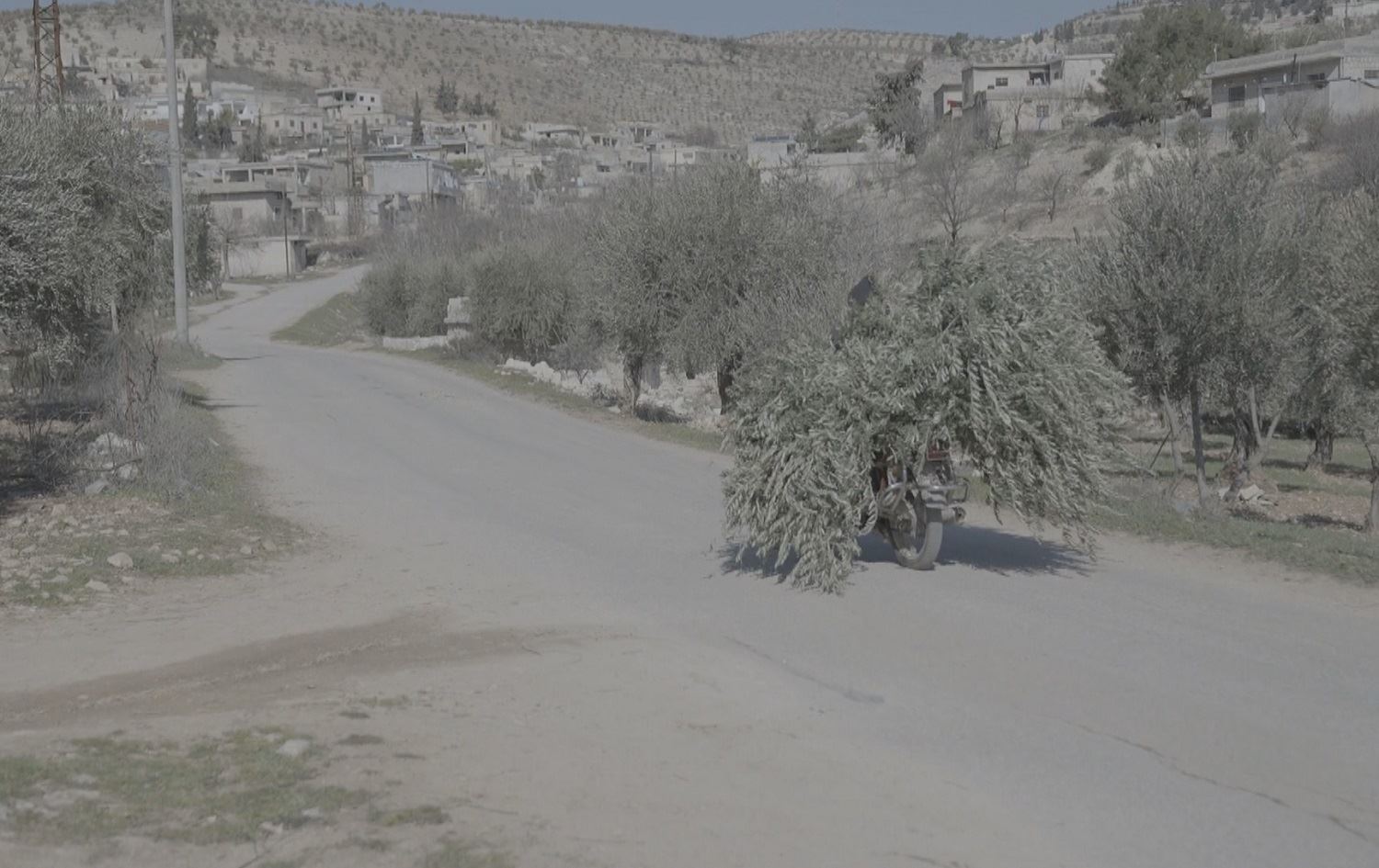 Li gundê Gewrika 120 darzeytûnên 2 cotkaran hatine birîn