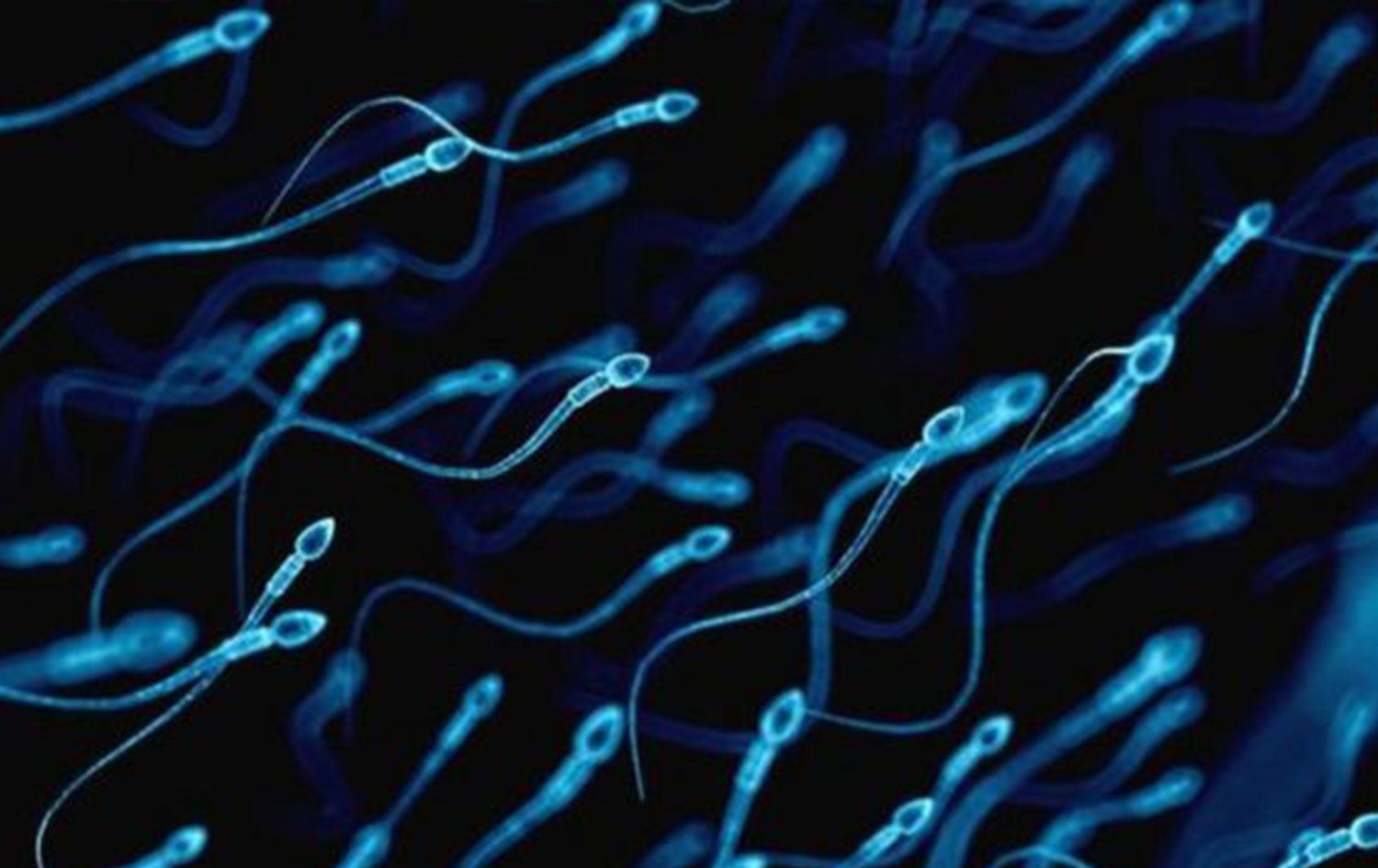 ARAŞTIRMA: O iş alanında çalışanların sperm sayısı yüzde 50 daha fazla