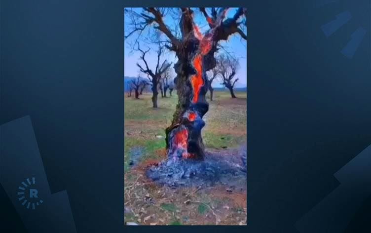 Vali paylaştı; Ağaç böyle yandı