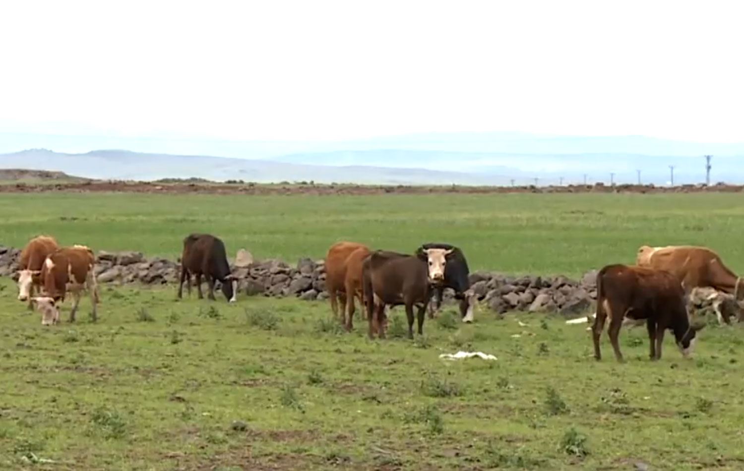 Diyarbakır’da etin fiyatı bir haftada 50 TL arttı