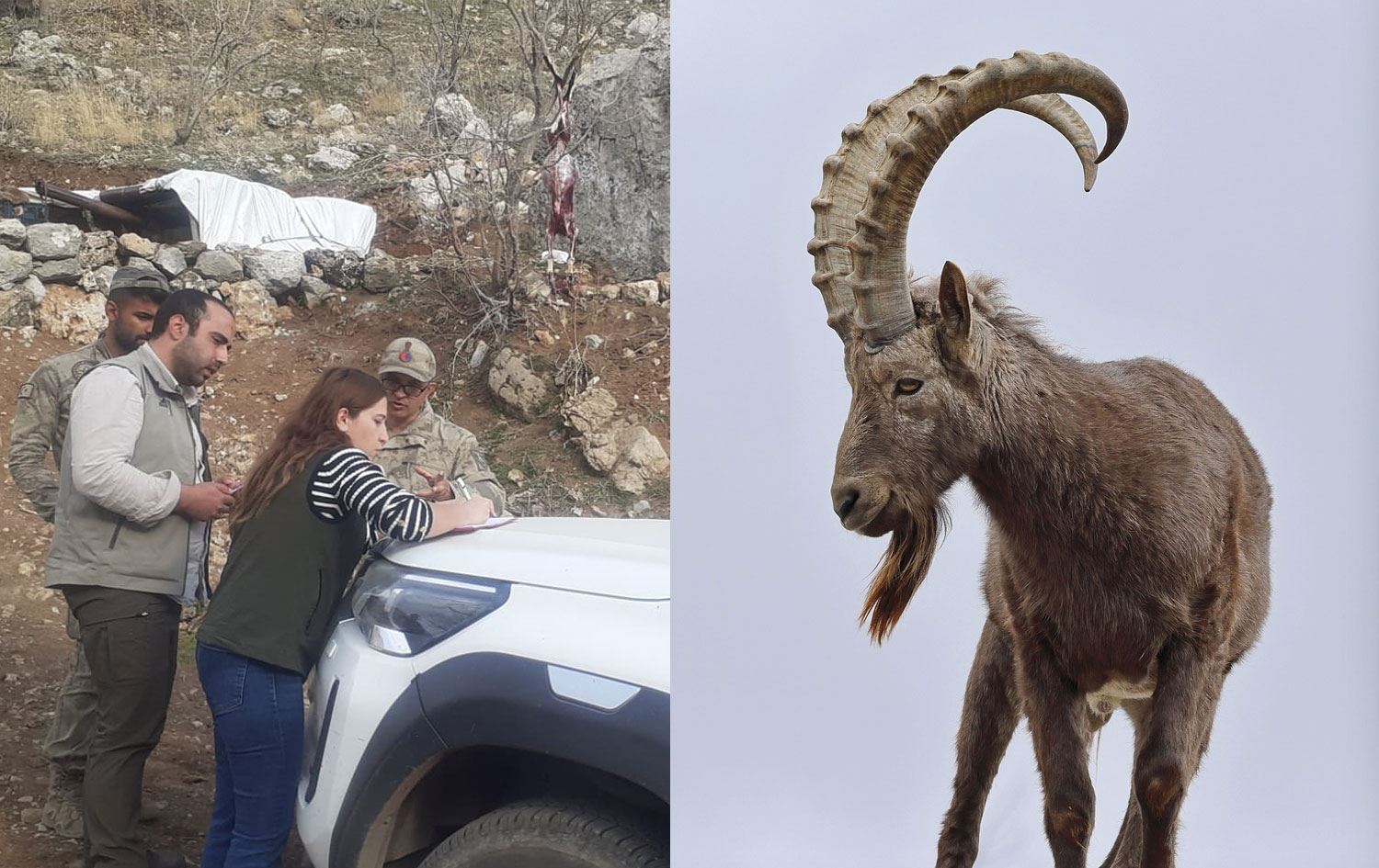 Cudi Dağı’nda yaban keçisi avlayan kişiye 261 bin lira ceza!