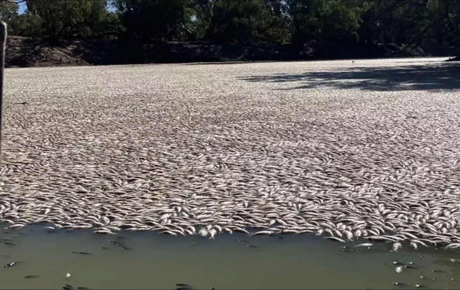 35 kilometrelik nehir hattında milyonlarca balık öldü