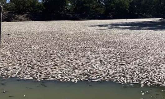 35 kilometrelik nehir hattında milyonlarca balık öldü