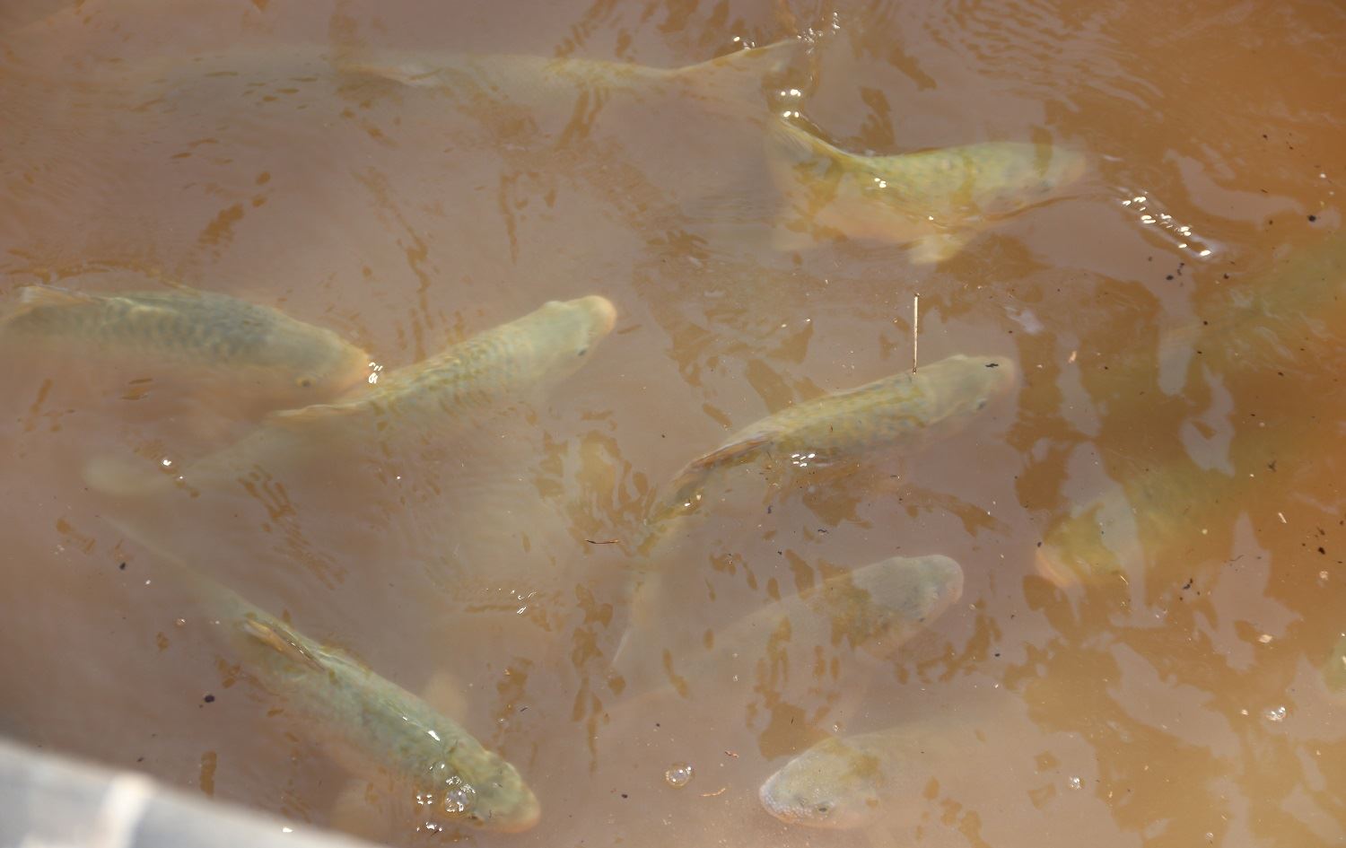 Piştî lehiyê vegera  masiyên Gola Masiyan a Rihayê destpê kiriye