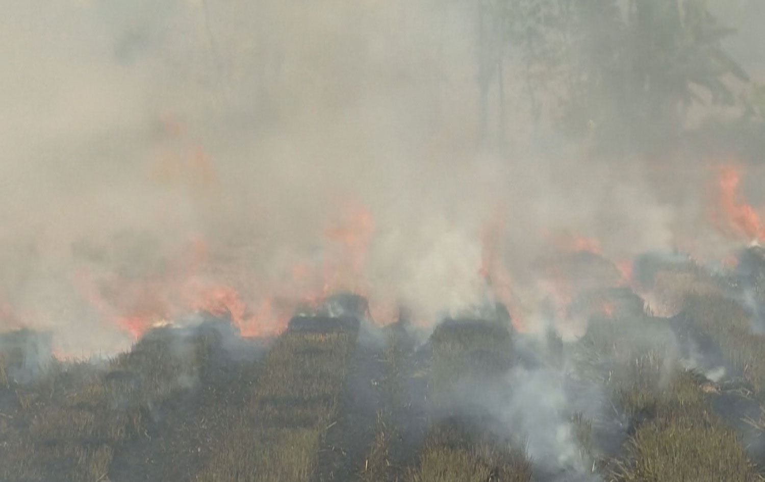 لە ڤێتنام هەوڵدەدرێت پووش و پەڵاشی برنج بکرێتە پەین