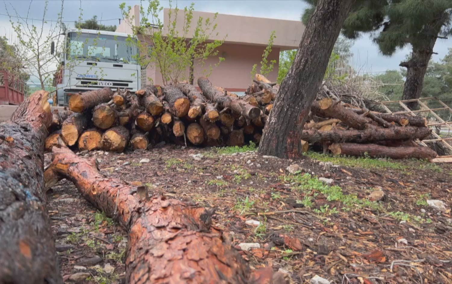 بەهۆی کەڕووی دارەوە بەشێک لە دار سنەوبەرەکانی دارستانی رانیە وشکبوون