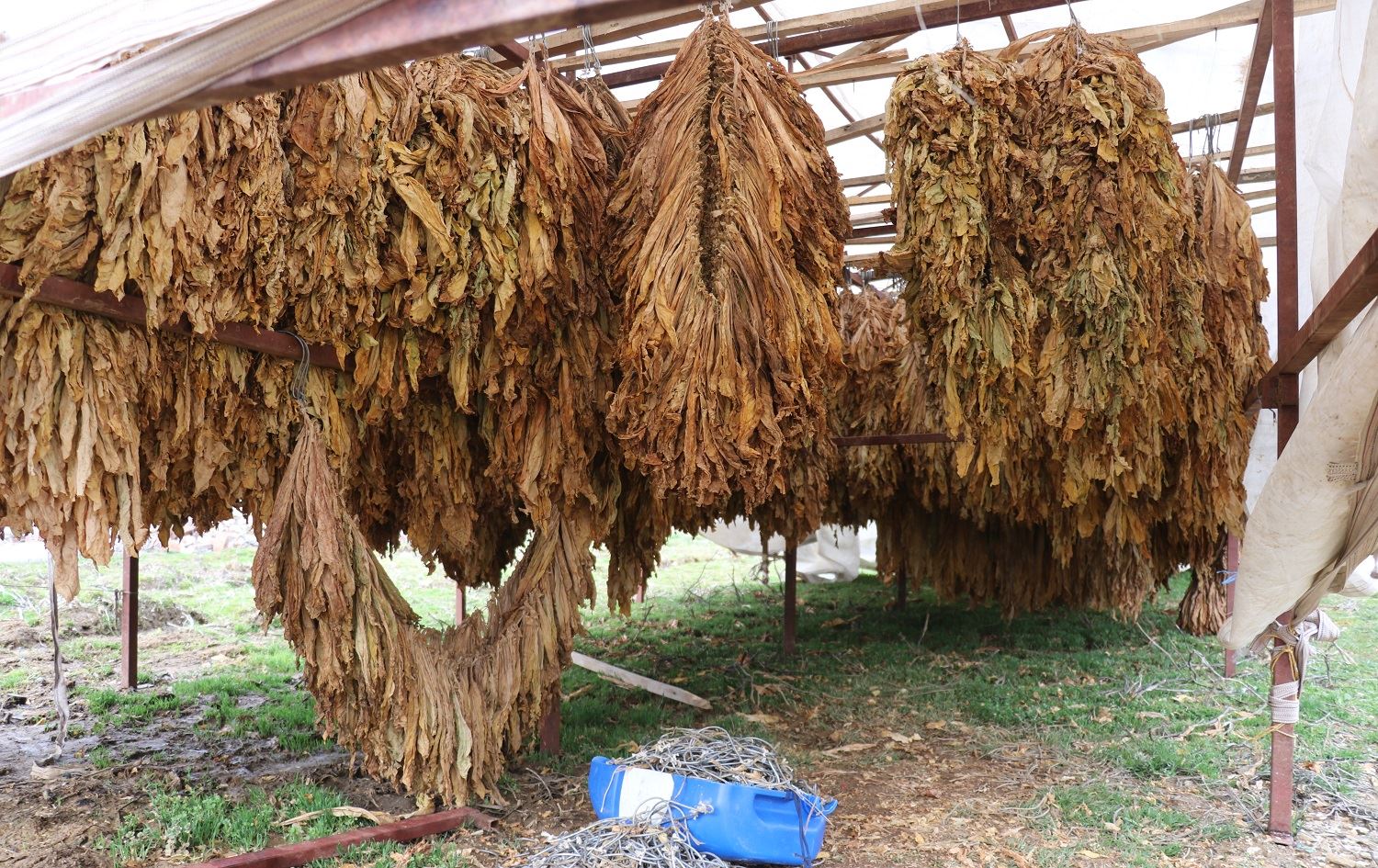 Lehî û erdhejan zirar da titûna Semsûrê