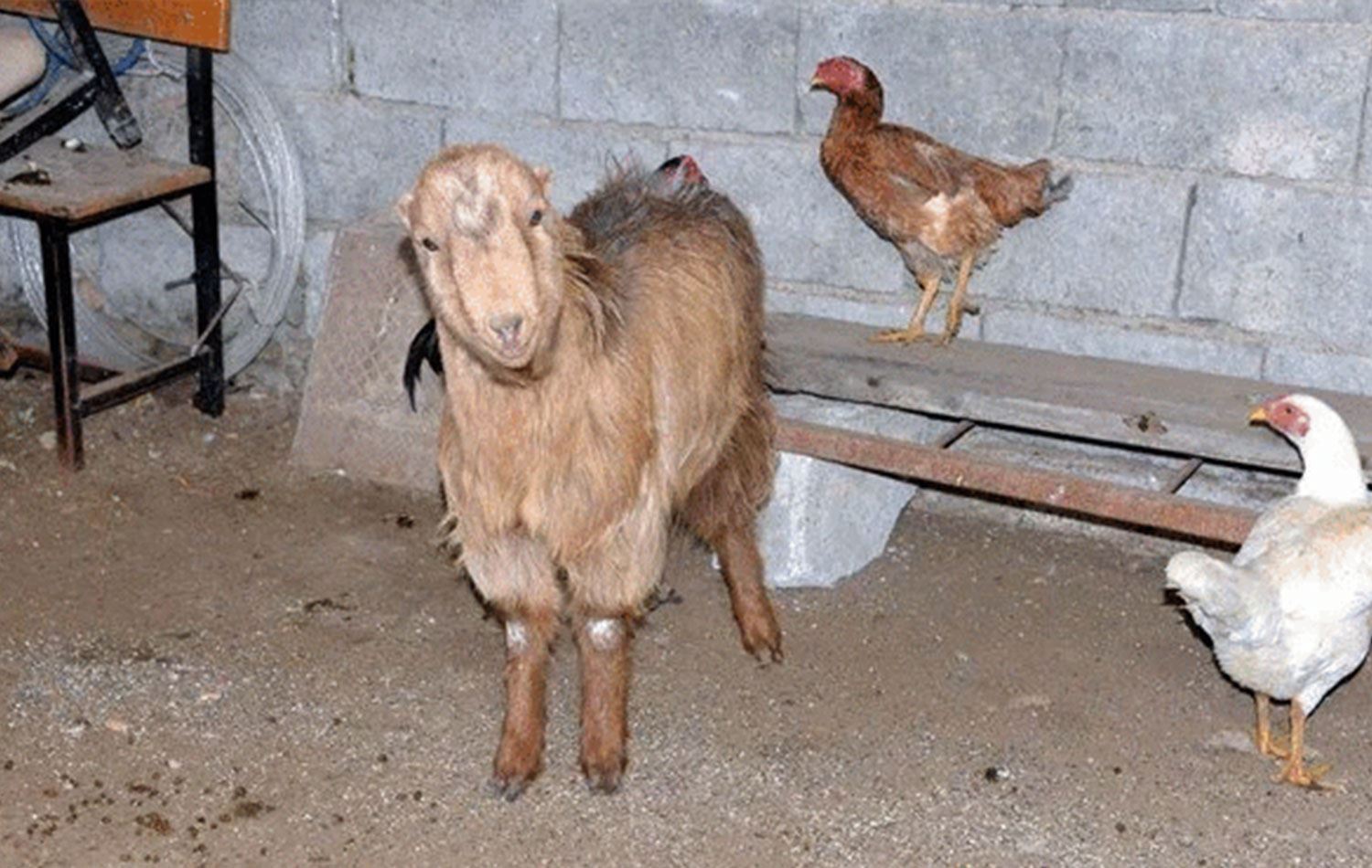 DEPREM – ‘Kınalı’ isimli keçi 47’inci günde enkaz altından sağ çıktı