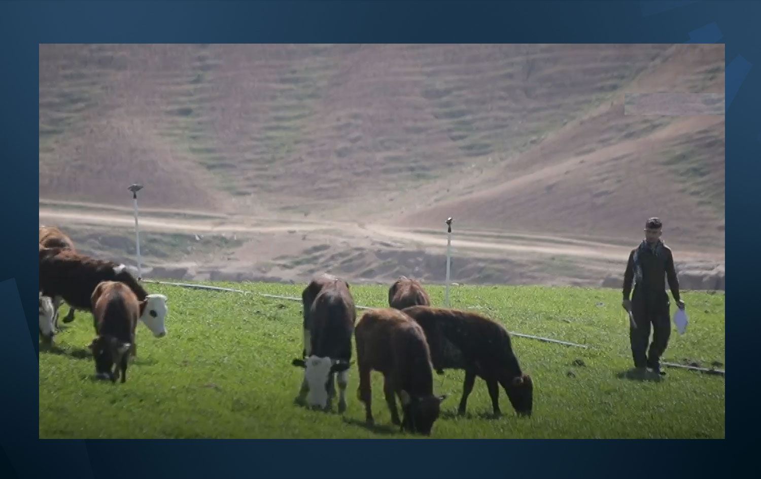 Kürt çoban 'ineklerle konuşarak' İngilizce öğrendi