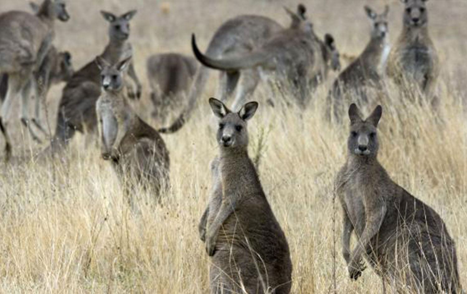 Avustralya'da 'kanguru itlafı' tartışmaları...